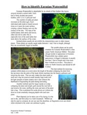 Milfoil Identification